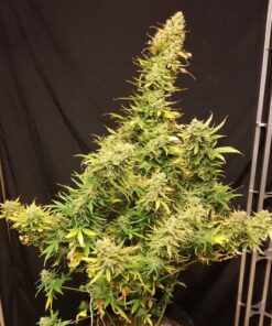 Lemon Skunk Auto