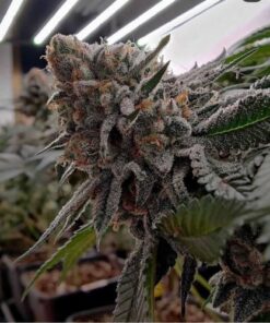 Lemon Storm - 5-pack