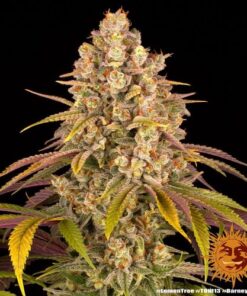 Lemon Tree - 5-pack