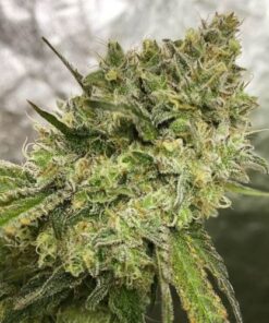 Lemon Tree x Purple Punch - 5-pack