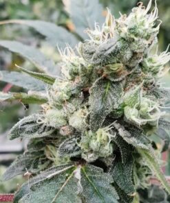 Lemonade Auto