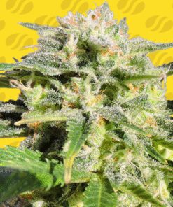Lemonberry Haze Auto - 5-pack