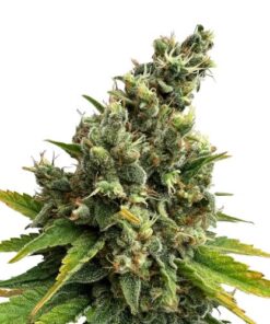 Lemongrass - 5-pack