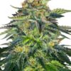 London Cream Cake Auto - 5-pack