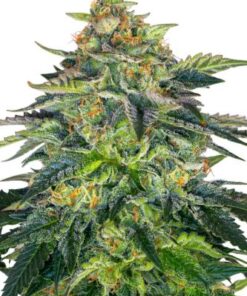 London Cream Cake Auto - 5-pack