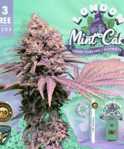 London Mint Cake - 5PACK