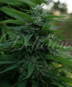 Lord Kush - 5-pack