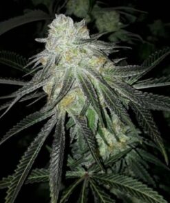 Lots of Zkittlez - 6PACK