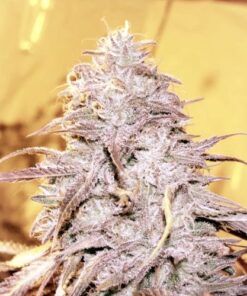 Loud Dream