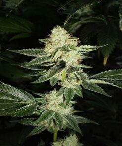 Louis XIII OG