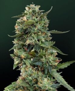 LSD