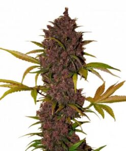 LSD-25 Auto