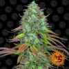 LSD Auto