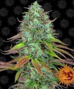 LSD Auto