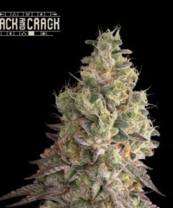 Mack & Crack Auto