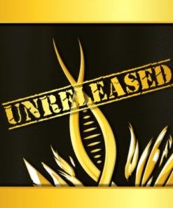 Mad Monkey (Gary Poppins) - 6-pack