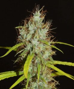 Maharaja Haze - 5-pack