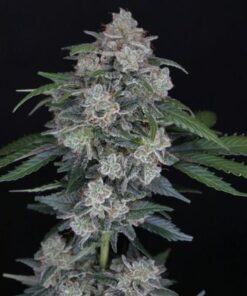 MAK OG Auto - 5-pack