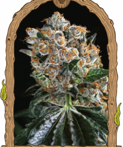 Malasaña Cookies - 5PACK