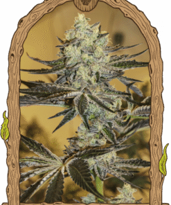 Malasaña Gelato - 5PACK