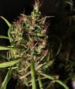 Malawi Gold - 10-pack