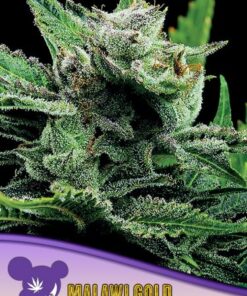 Malawi Gold - 5-pack