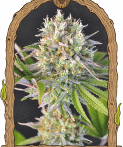 Malawi White Truffle - 5-pack