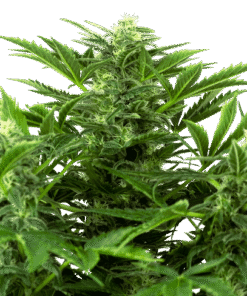 Mandarin Punch Auto