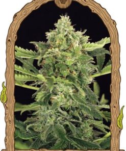 Mango Cream Auto - 5-pack