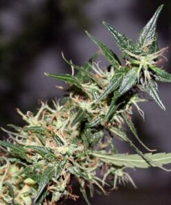Mango Haze