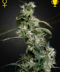 Mango Haze (AUH #2) - 5PACK