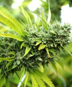 Mango OG Auto - 5-pack