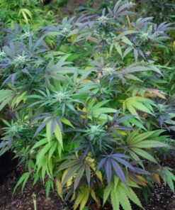 Mango Peyote - 5PACK