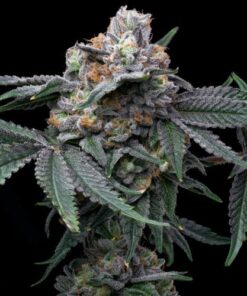 Mango Z x Hollywood - 6-pack