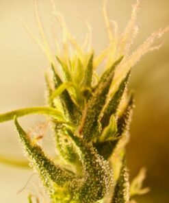 Mangu Karot - 5-pack