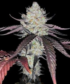Marshmallow OG