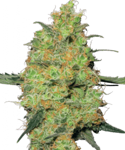 Master Kush - 10PACK