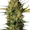 Master Kush Automatic