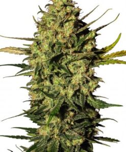 Master Kush Automatic
