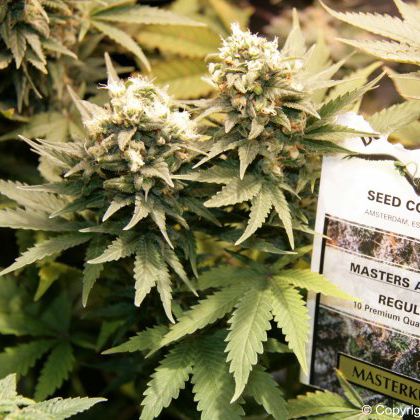 Ferminised Cannabis Seeds