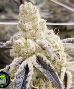 Masterpiece - 3-pack