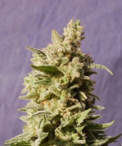 Mataró Blue - 5PACK