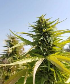 Mazar (Khasa Paz) - 15-pack