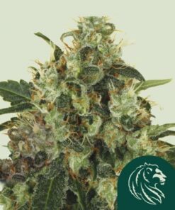 Medical Mass CBD