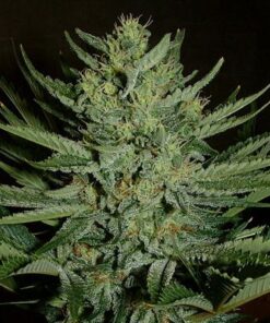 Medicine Man