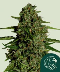 Medusa F1 Auto - 3-pack