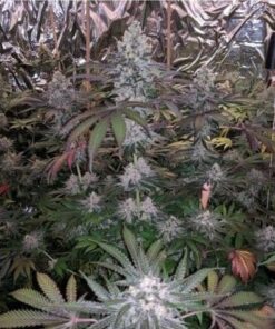 Melonaid Zkittlez - 6PACK