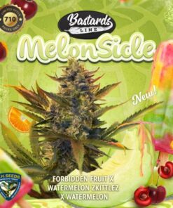 Melonsicle - 5-pack