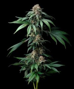 Mendo Breath - 5-pack