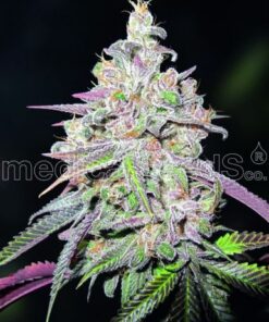 Mendocino Chanel Kush - 5-pack